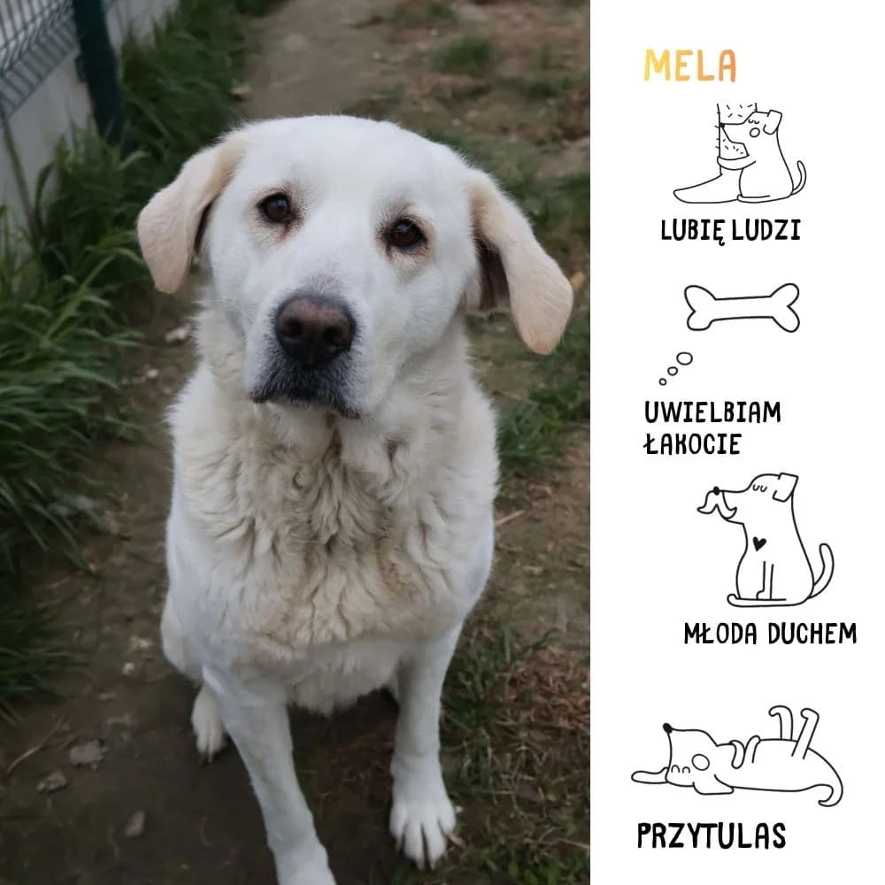 Mela, female Mixed Breed for adoption at Schronisko Zabrze, Zabrze