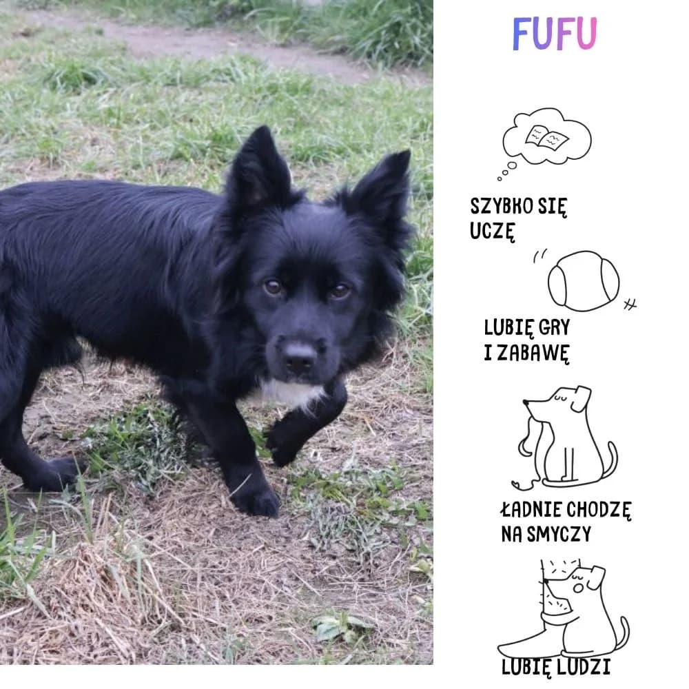 Fufu,  Mixed Breed for adoption at Schronisko Zabrze, Zabrze