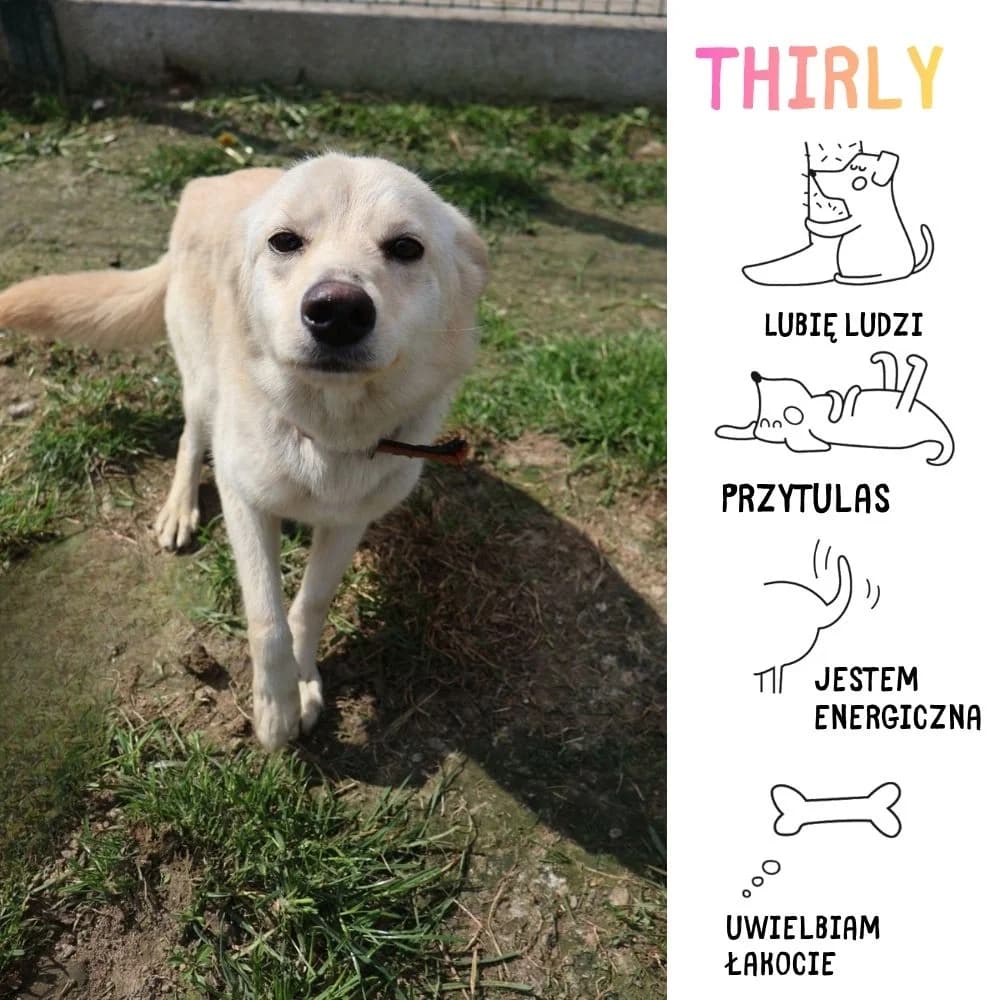 Thirly, female Mixed Breed for adoption at Schronisko Zabrze, Zabrze