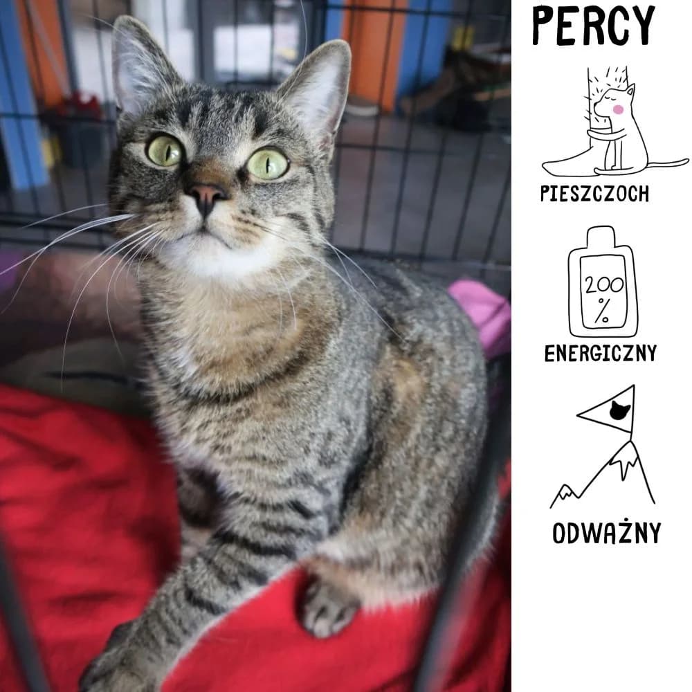 Percy,  Mixed Breed for adoption at Schronisko Zabrze, Zabrze