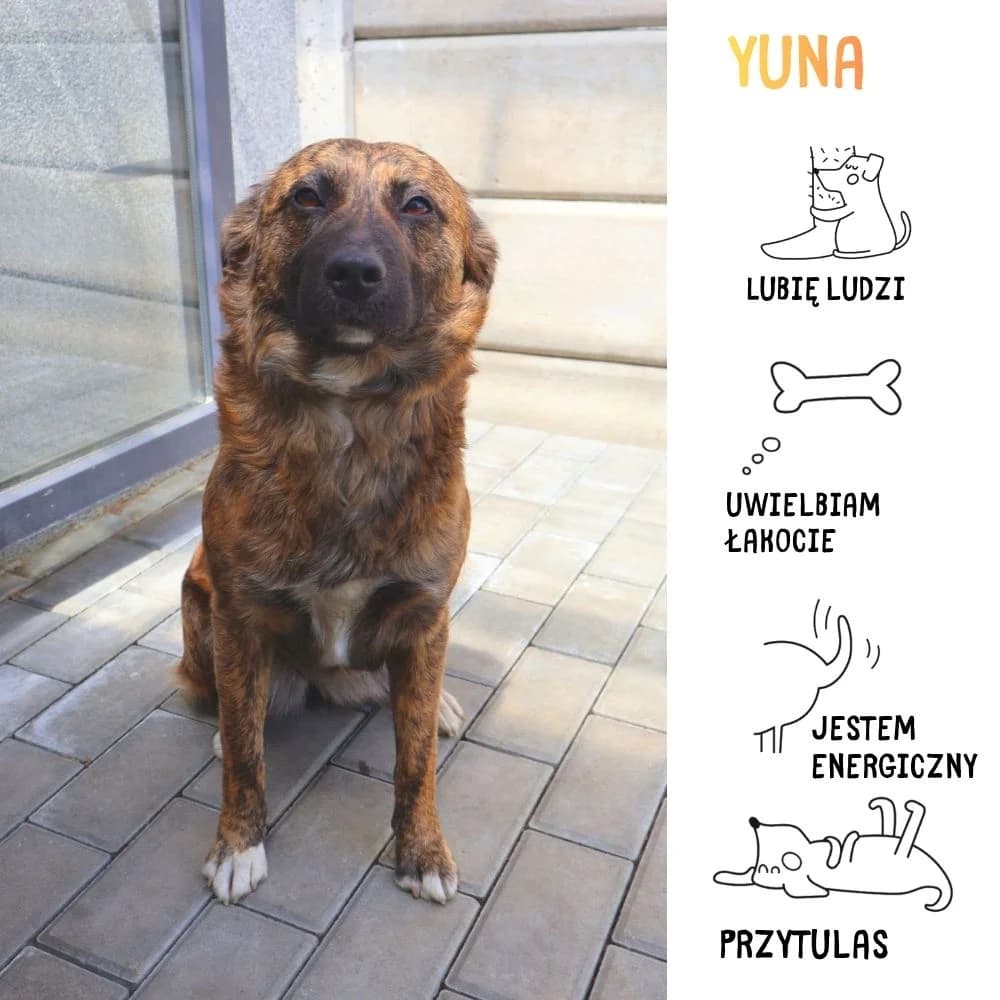 Yuna, female Mixed Breed for adoption at Schronisko Zabrze, Zabrze