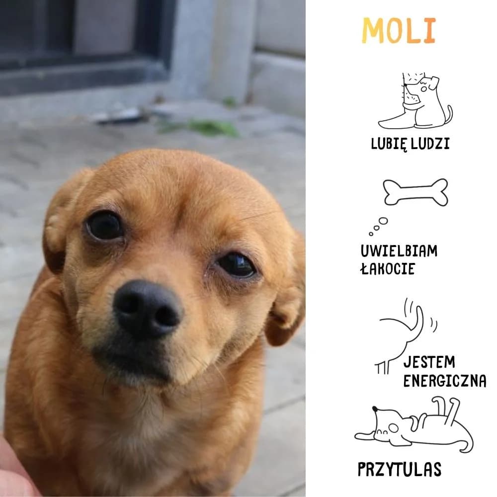 Moli, female Mixed Breed for adoption at Schronisko Zabrze, Zabrze