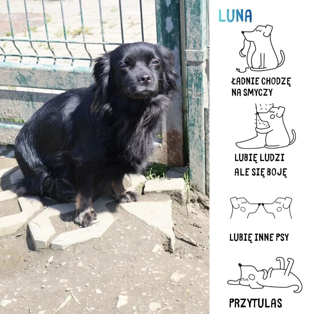 Luna, Mixed Breed for adoption at Schronisko Zabrze, Zabrze