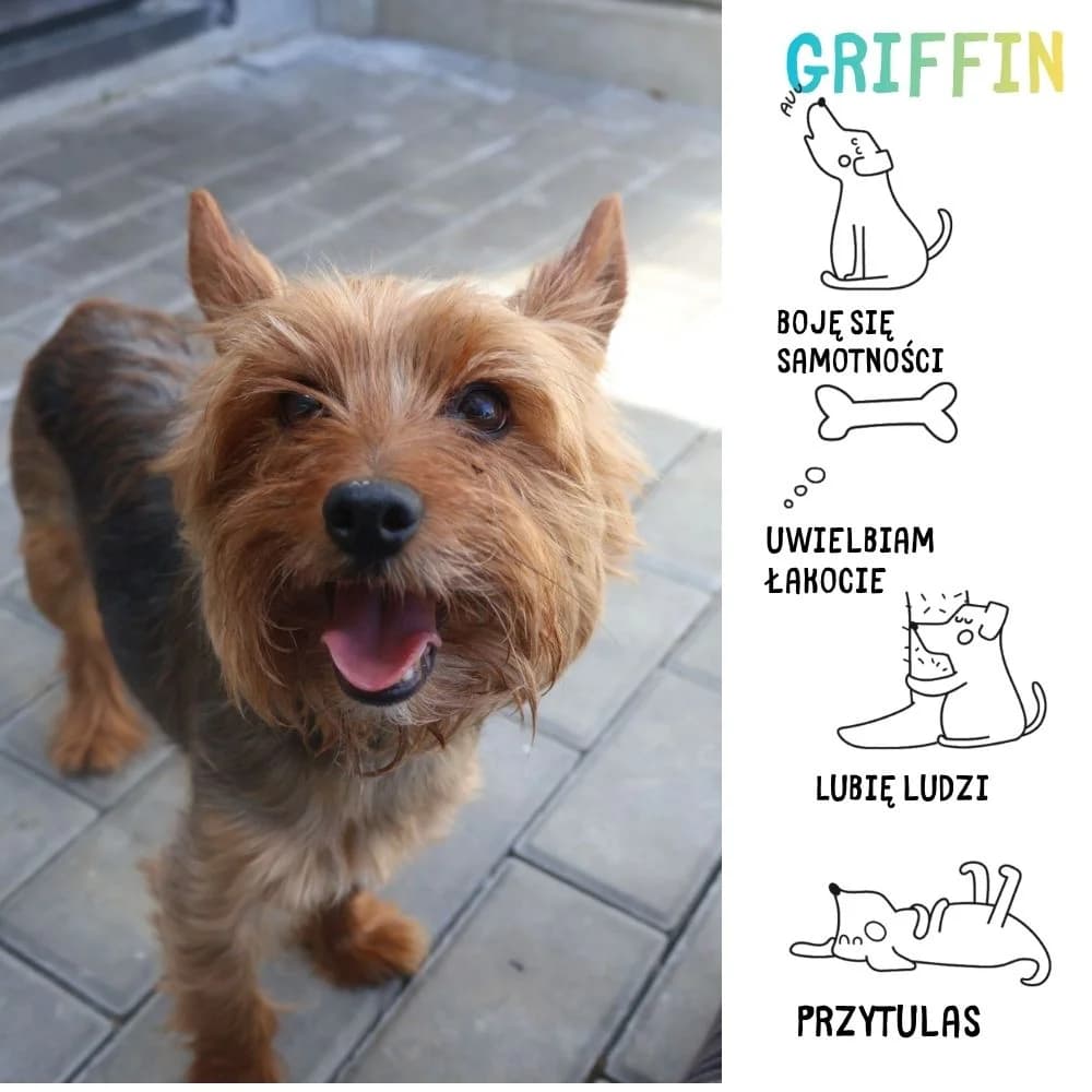 Griffin, male Mixed Breed for adoption at Schronisko Zabrze, Zabrze