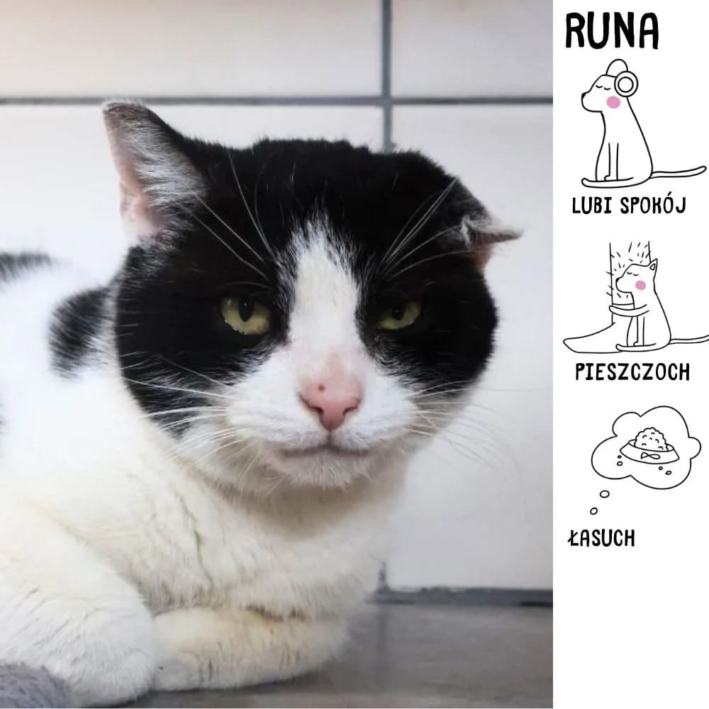 Runa, Mixed Breed (Schronisko Zabrze)