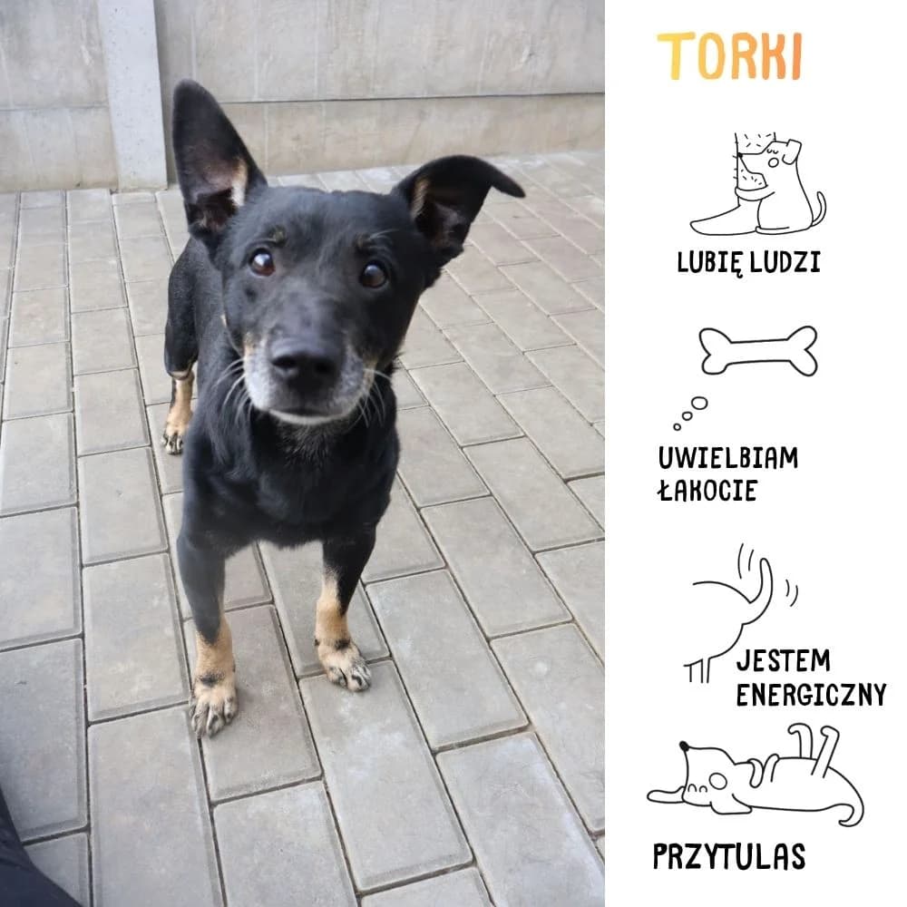 Torki, male Mixed Breed for adoption at Schronisko Zabrze, Zabrze