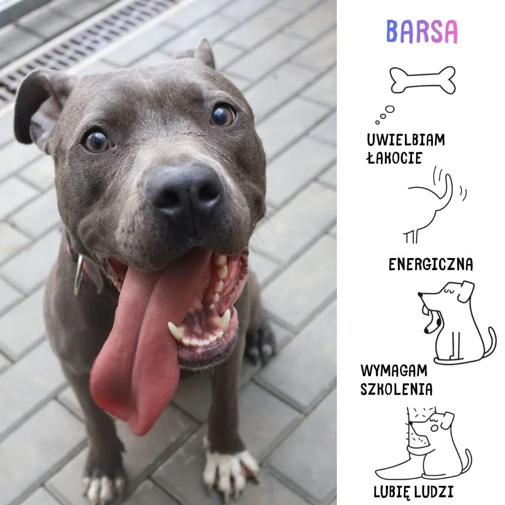 Barsa, Mixed Breed (Schronisko Zabrze)