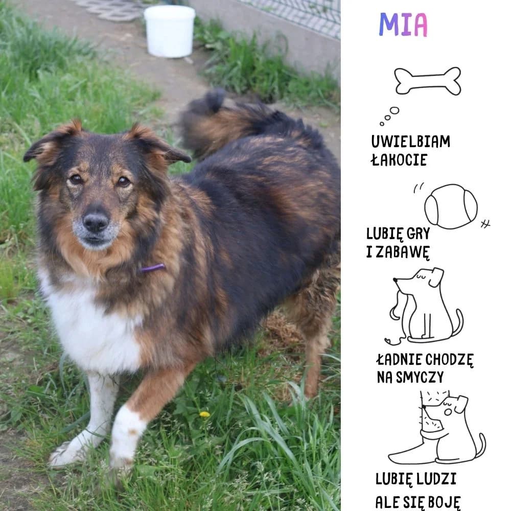 Mia, Mixed Breed (Schronisko Zabrze)