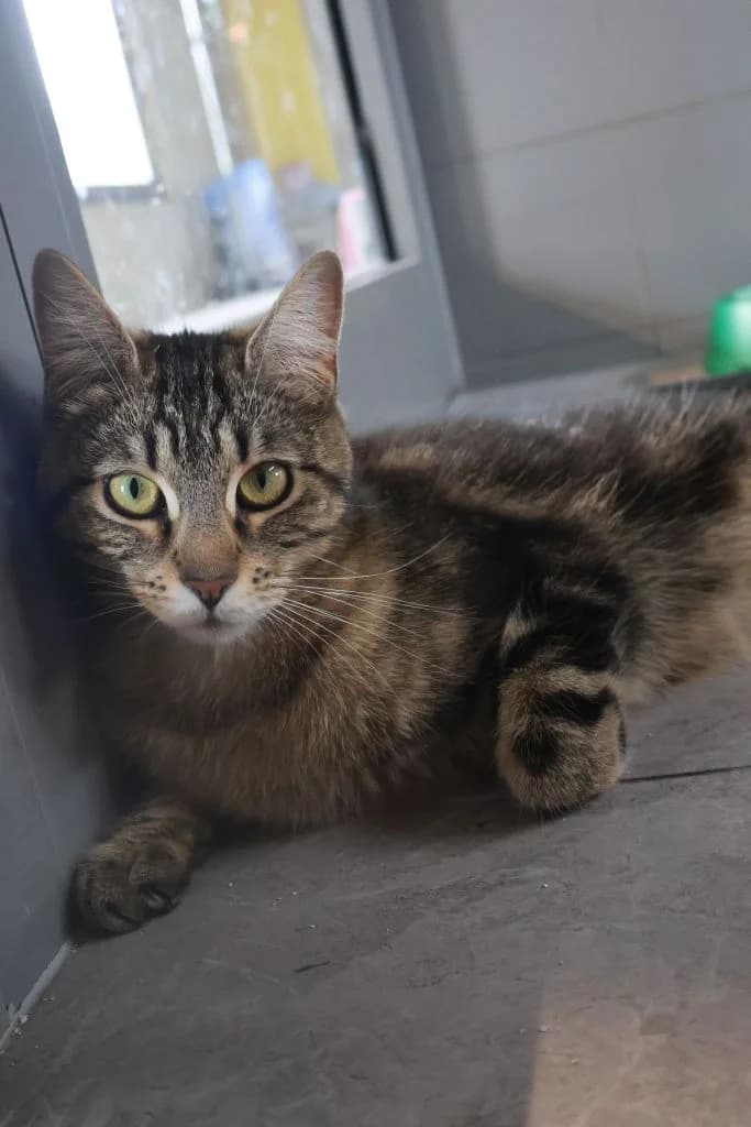 Matyldzia,  Mixed Breed for adoption at Schronisko Zabrze, Zabrze