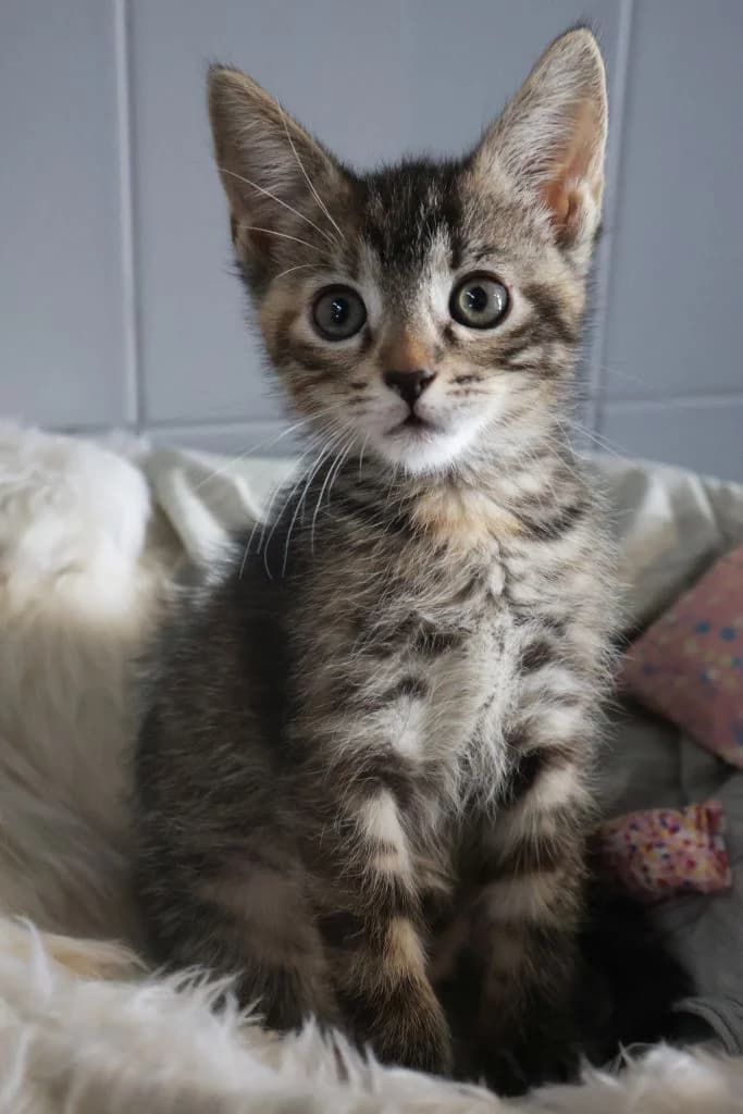 Teosia, female Mixed Breed for adoption at Schronisko Zabrze, Zabrze