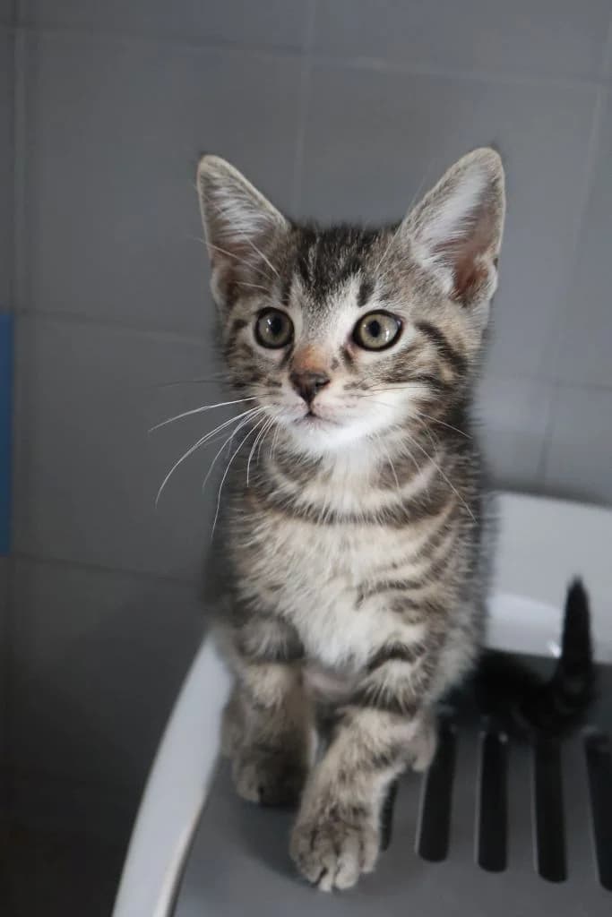 Tadzik,  Mixed Breed for adoption at Schronisko Zabrze, Zabrze