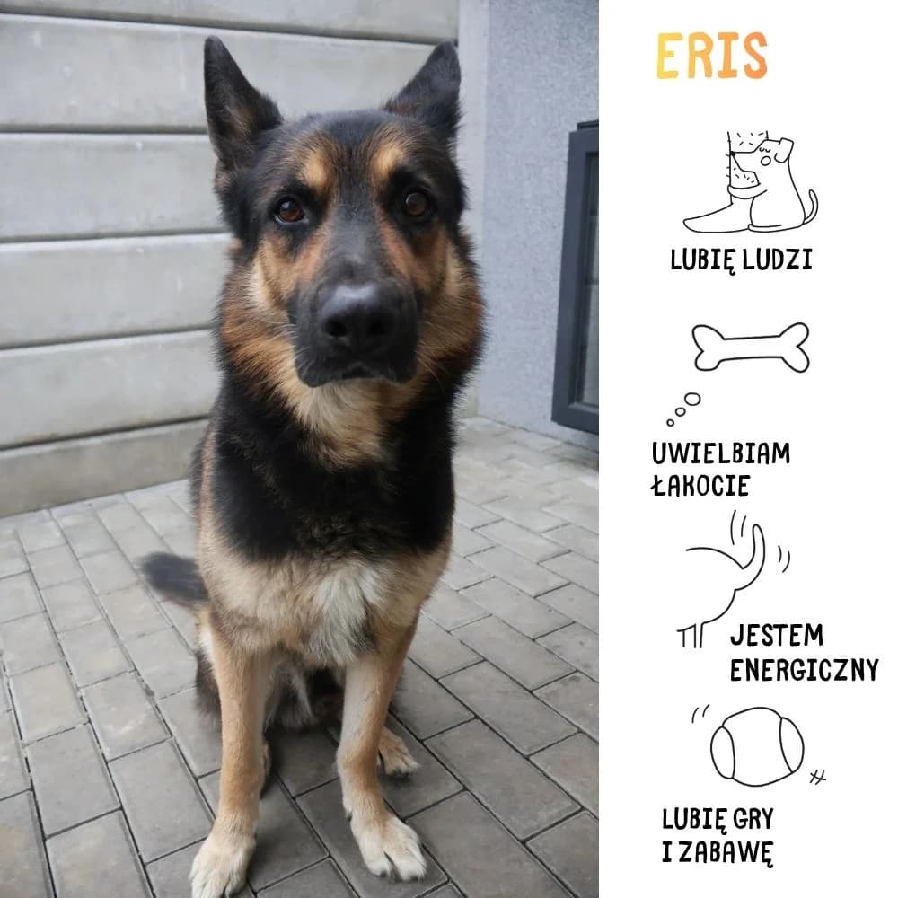 Eris, male Mixed Breed for adoption at Schronisko Zabrze, Zabrze