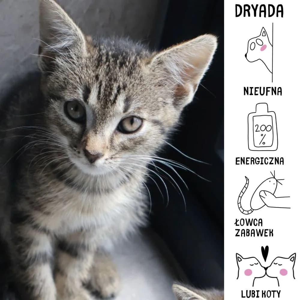 Dryada,  Mixed Breed for adoption at Schronisko Zabrze, Zabrze