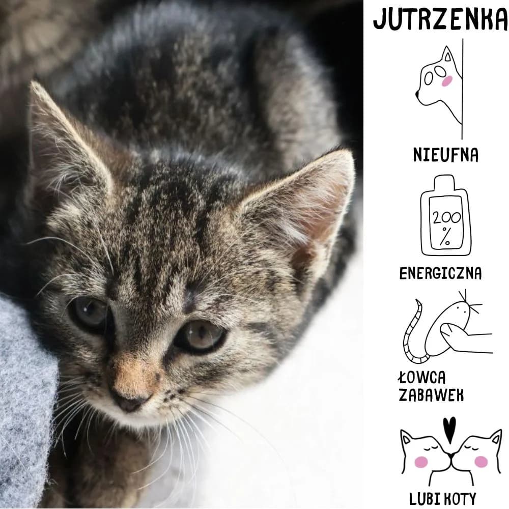 Jutrzenka,  Mixed Breed for adoption at Schronisko Zabrze, Zabrze