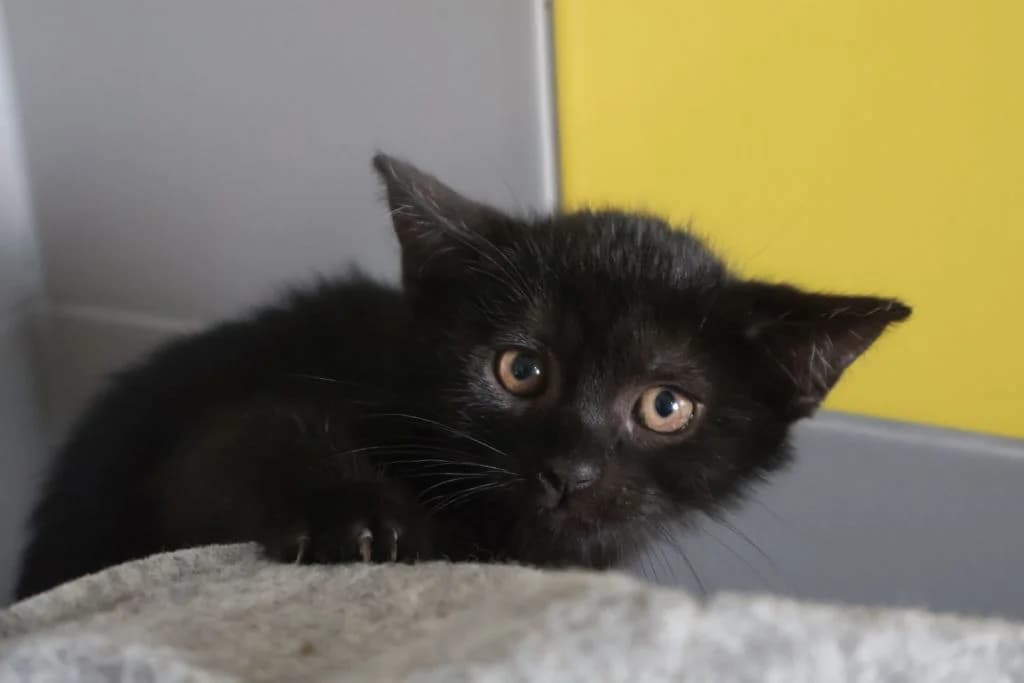Wilga,  Mixed Breed for adoption at Schronisko Zabrze, Zabrze