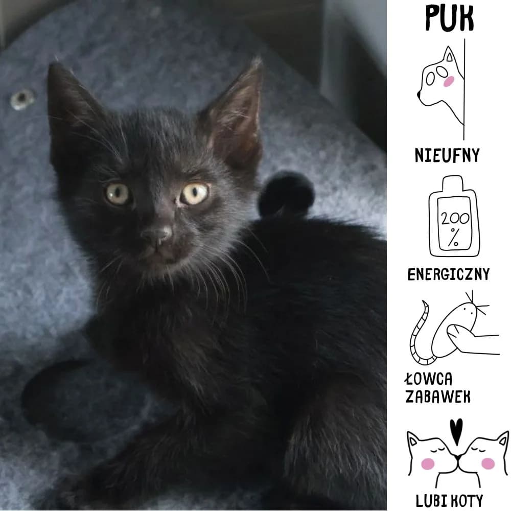 Puk,  Mixed Breed for adoption at Schronisko Zabrze, Zabrze