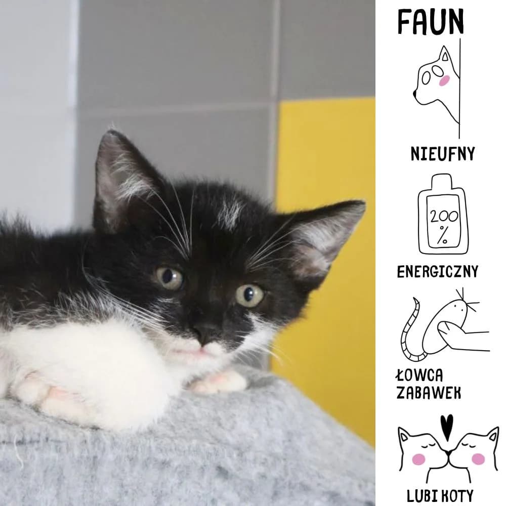 Faun,  Mixed Breed for adoption at Schronisko Zabrze, Zabrze
