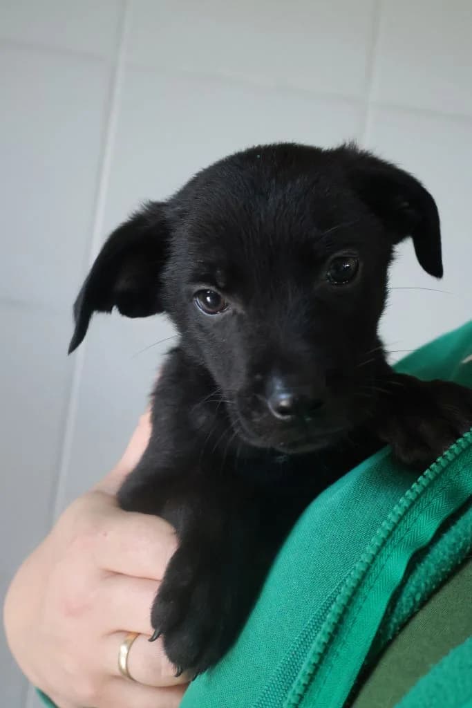 Chochlik,  Mixed Breed for adoption at Schronisko Zabrze, Zabrze