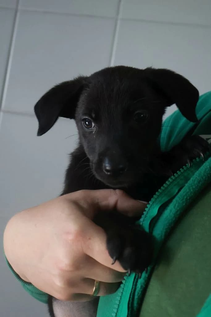 Nimfa,  Mixed Breed for adoption at Schronisko Zabrze, Zabrze
