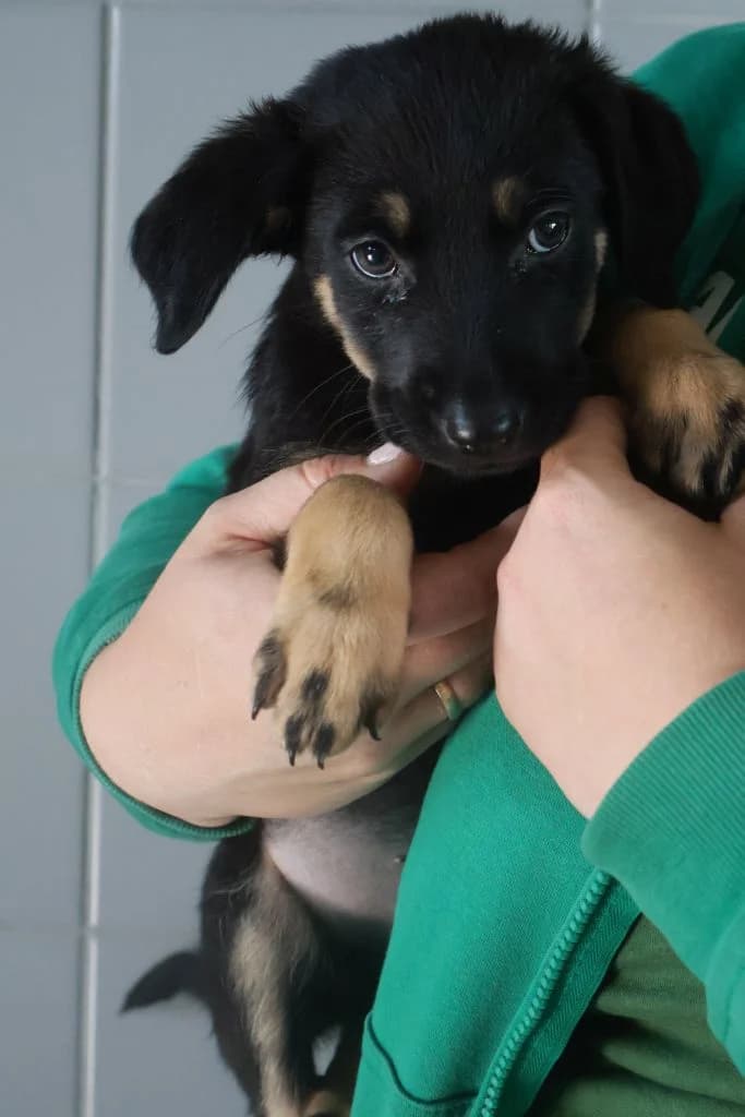 Elfinka,  Mixed Breed for adoption at Schronisko Zabrze, Zabrze