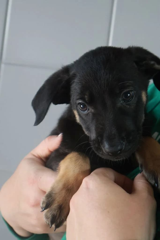 Rusałka,  Mixed Breed for adoption at Schronisko Zabrze, Zabrze