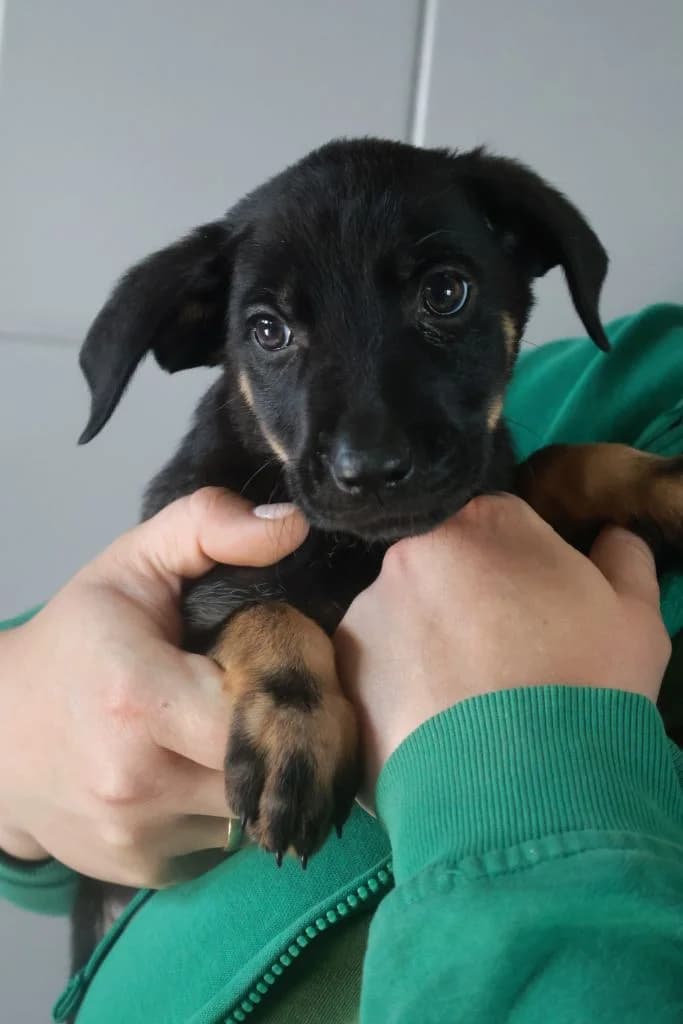 Meluzyna, male Mixed Breed for adoption at Schronisko Zabrze, Zabrze