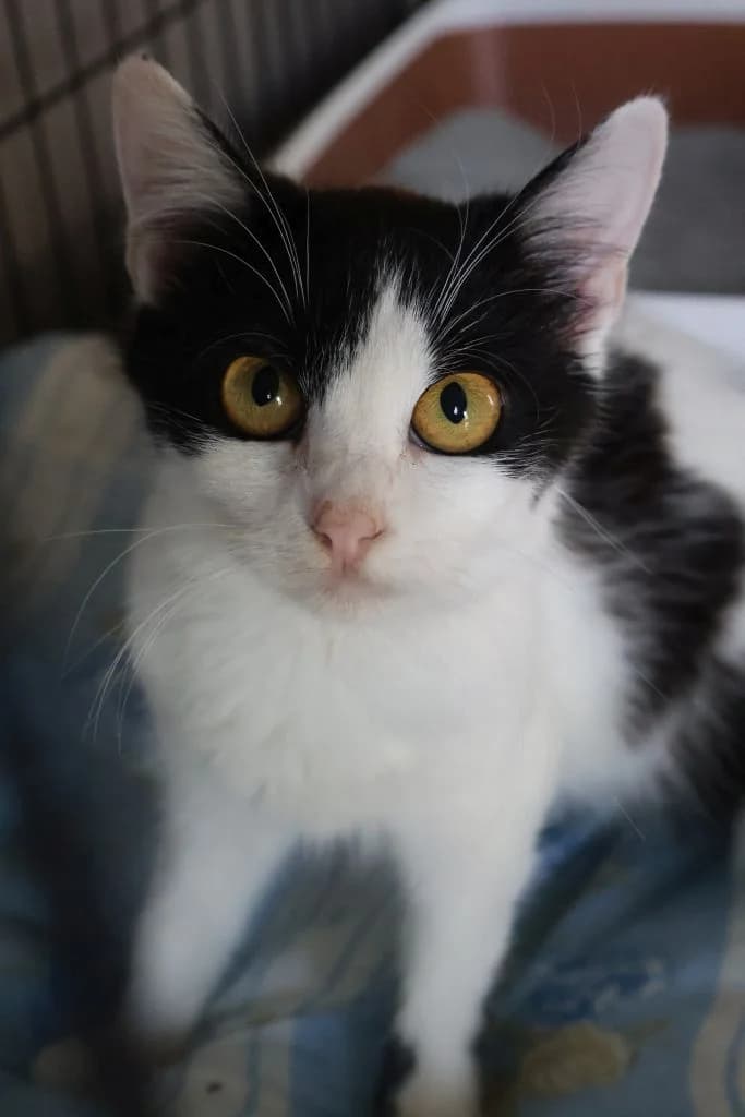 Gabbana,  Mixed Breed for adoption at Schronisko Zabrze, Zabrze