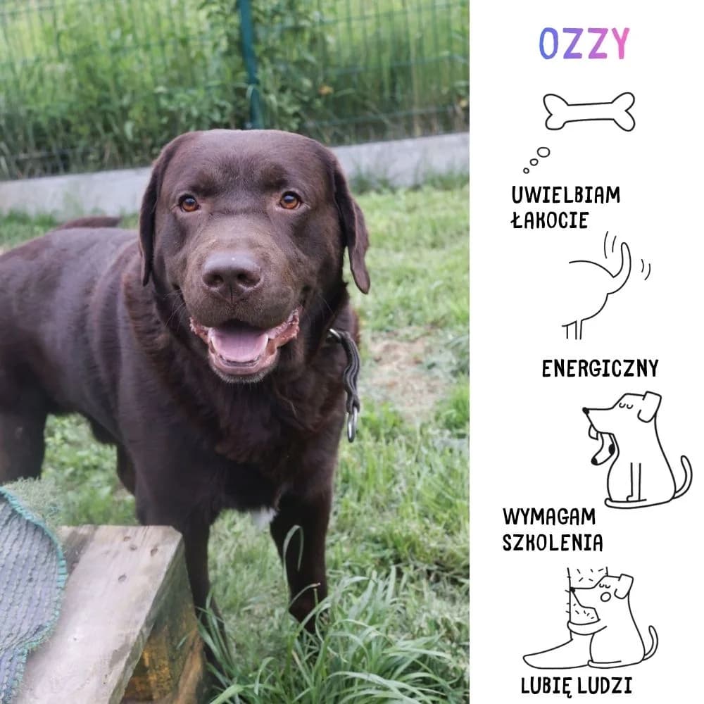 Ozzy,  puppy Mixed Breed for adoption at Schronisko Zabrze, Zabrze
