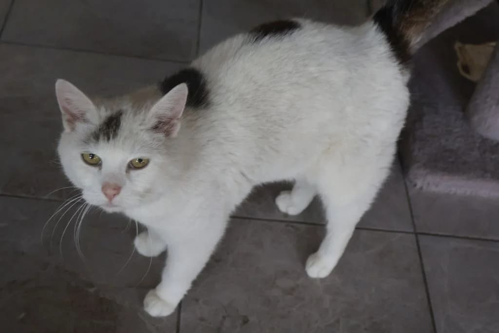 Łacia,  senior Mixed Breed for adoption at Schronisko Zabrze, Zabrze