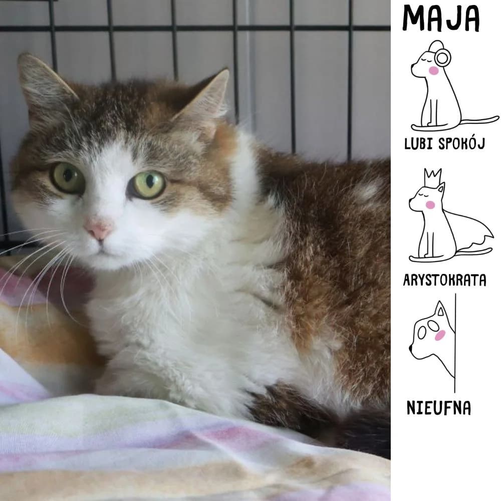 Maja,  senior Mixed Breed for adoption at Schronisko Zabrze, Zabrze