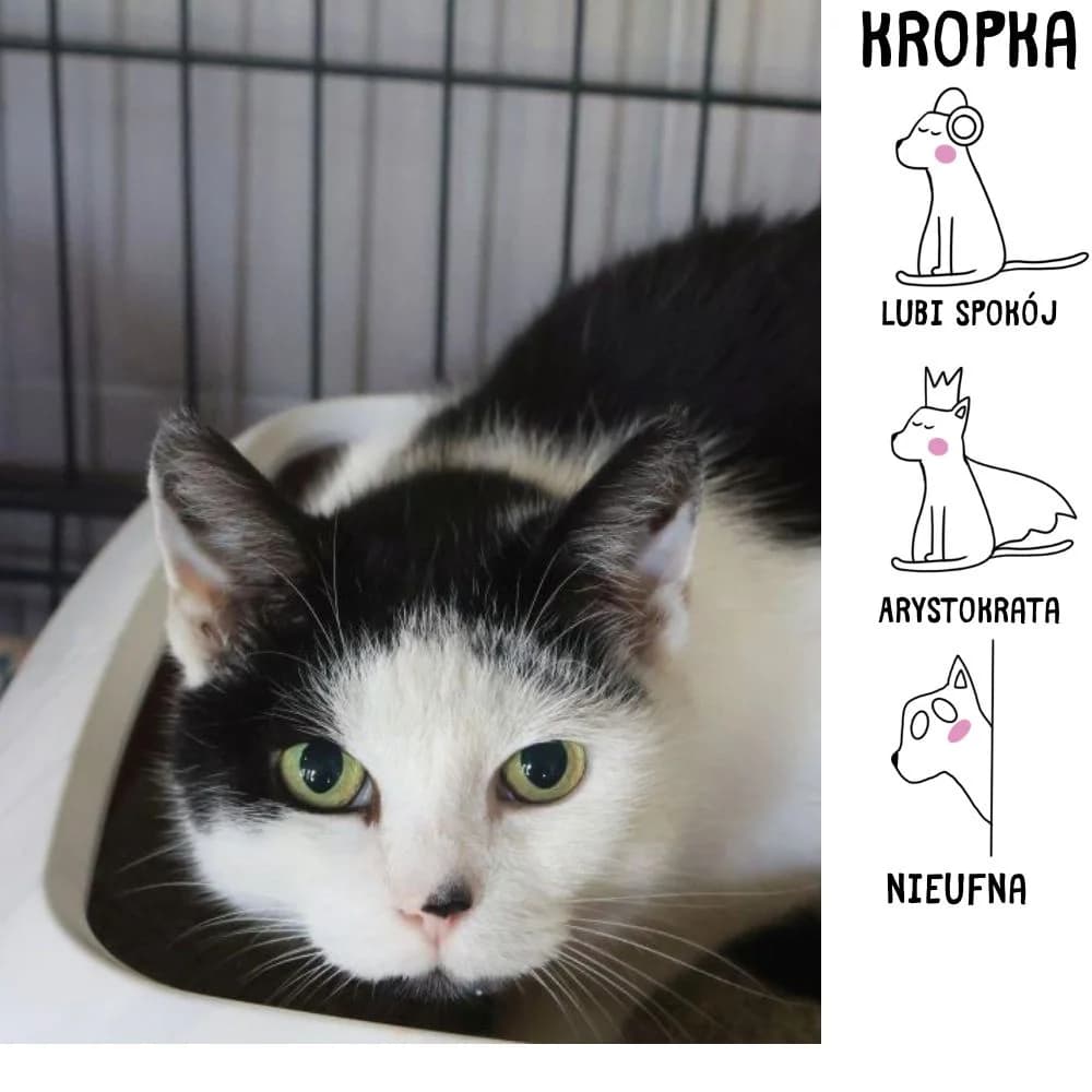 Kropka,  senior Mixed Breed for adoption at Schronisko Zabrze, Zabrze