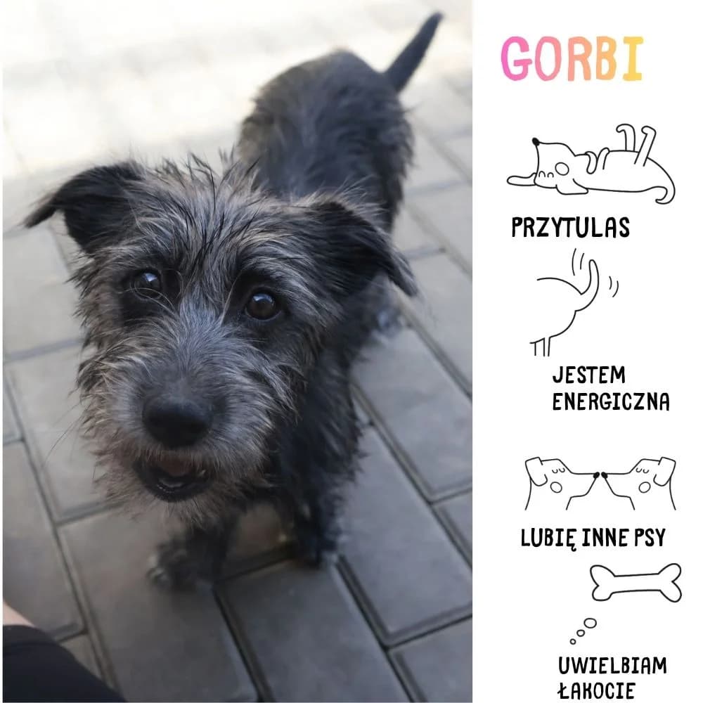 Gorbi, Mixed Breed for adoption at Schronisko Zabrze, Zabrze