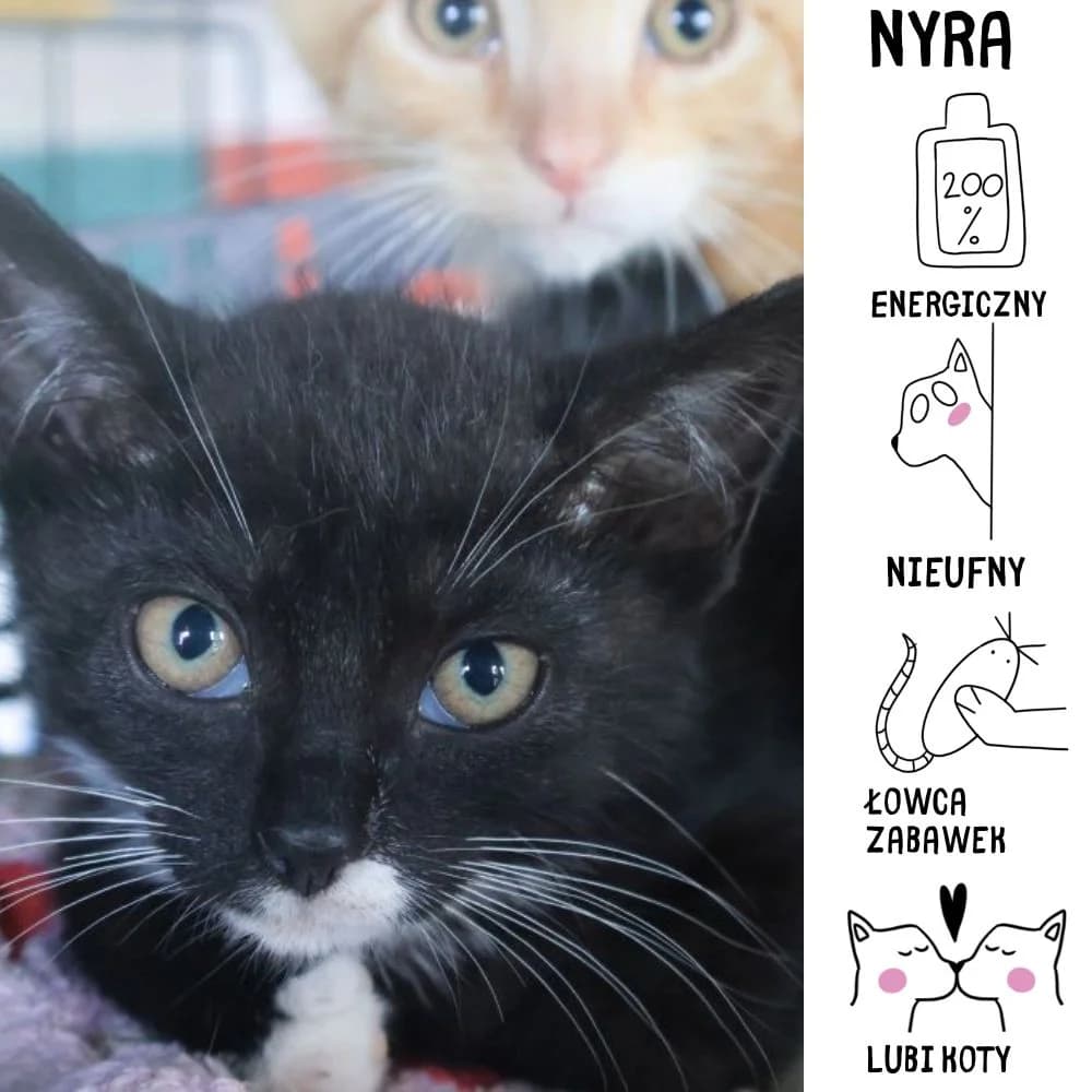 Nyra, Mixed Breed for adoption at Schronisko Zabrze, Zabrze