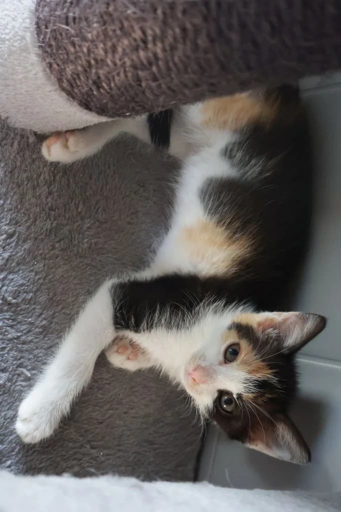 Mozaika,  Mixed Breed for adoption at Schronisko Zabrze, Zabrze
