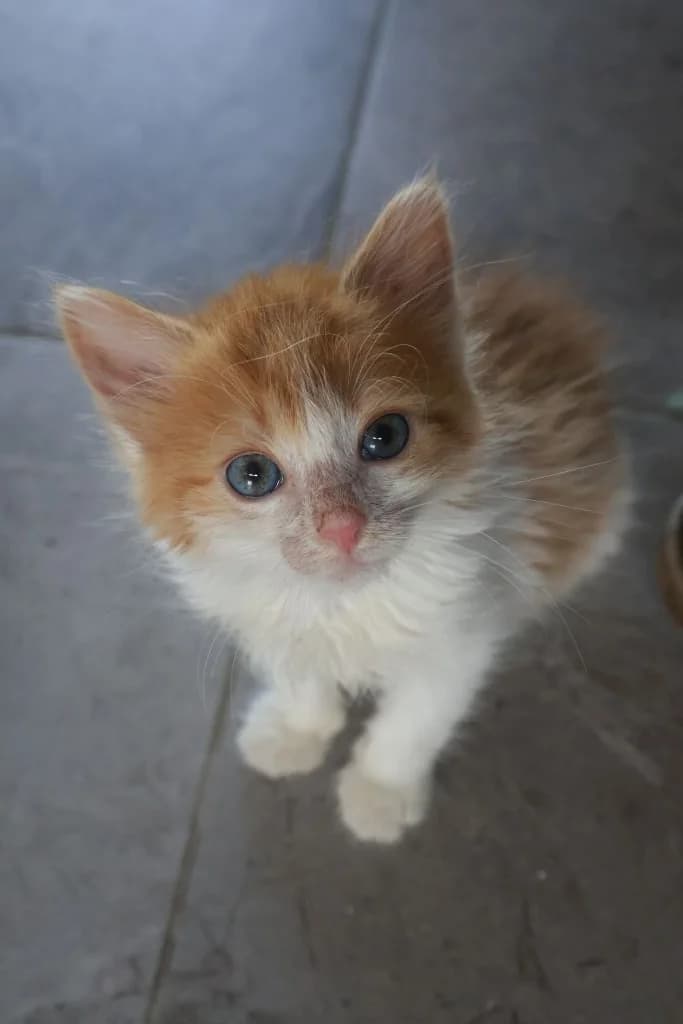 Mei, Mixed Breed for adoption at Schronisko Zabrze, Zabrze