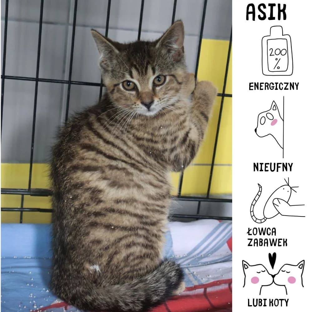 Asik,  Mixed Breed for adoption at Schronisko Zabrze, Zabrze