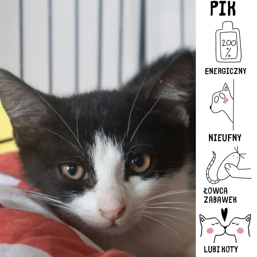 Pik, male Mixed Breed for adoption at Schronisko Zabrze, Zabrze