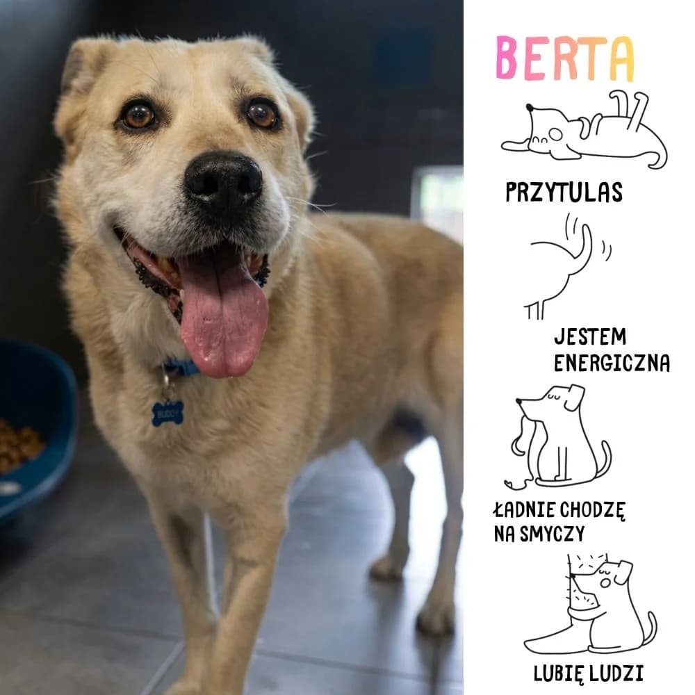 Berta, male Mixed Breed for adoption at Schronisko Zabrze, Zabrze