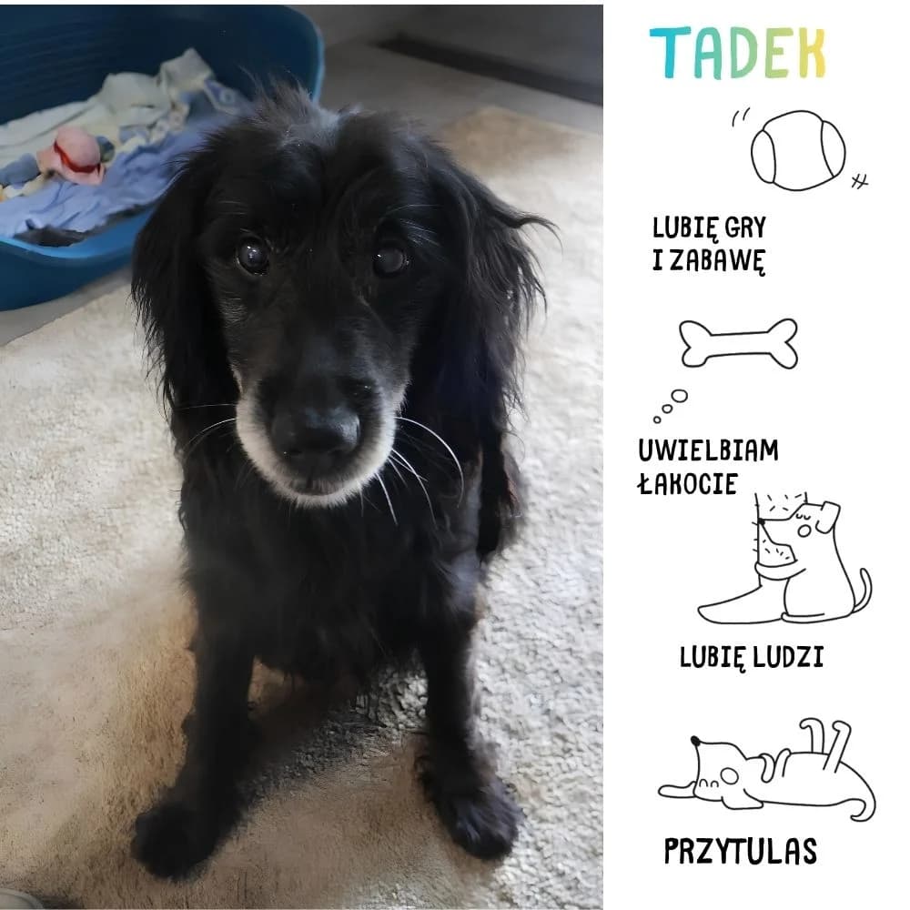 Tadek, senior Mixed Breed for adoption at Schronisko Zabrze, Zabrze