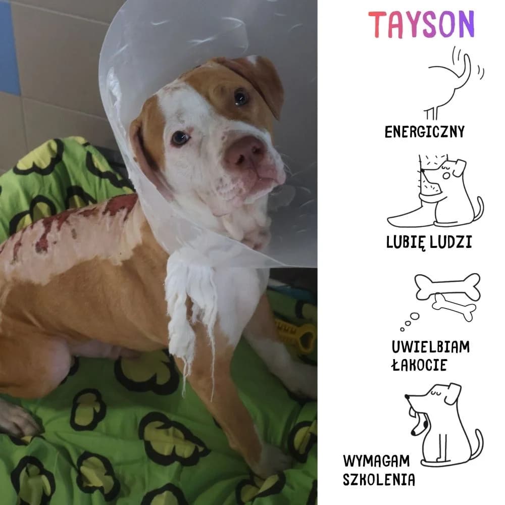Tayson, male Mixed Breed for adoption at Schronisko Zabrze, Zabrze