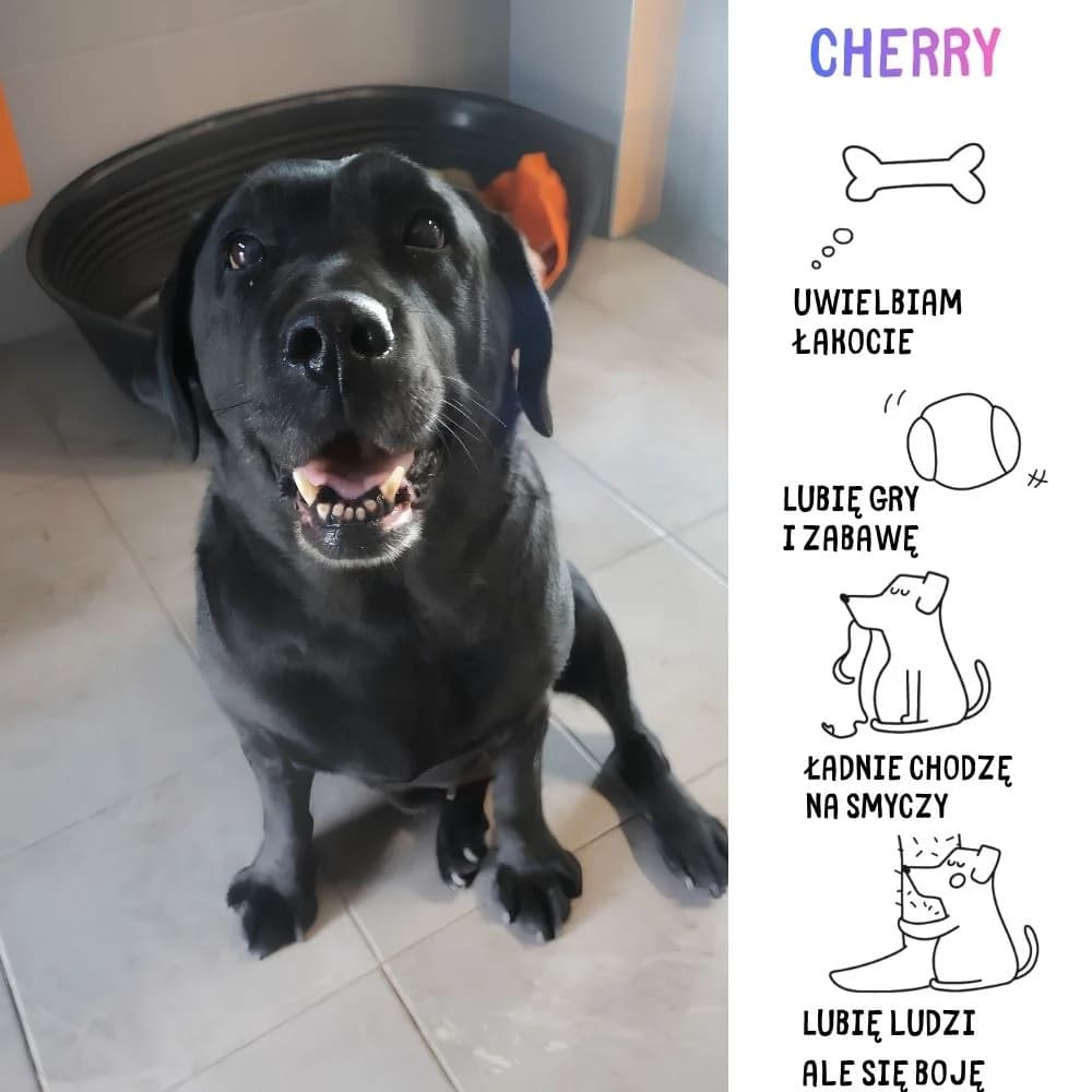 Cherry, Mixed Breed for adoption at Schronisko Zabrze, Zabrze