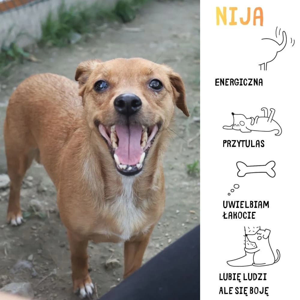 Nija, female Mixed Breed for adoption at Schronisko Zabrze, Zabrze