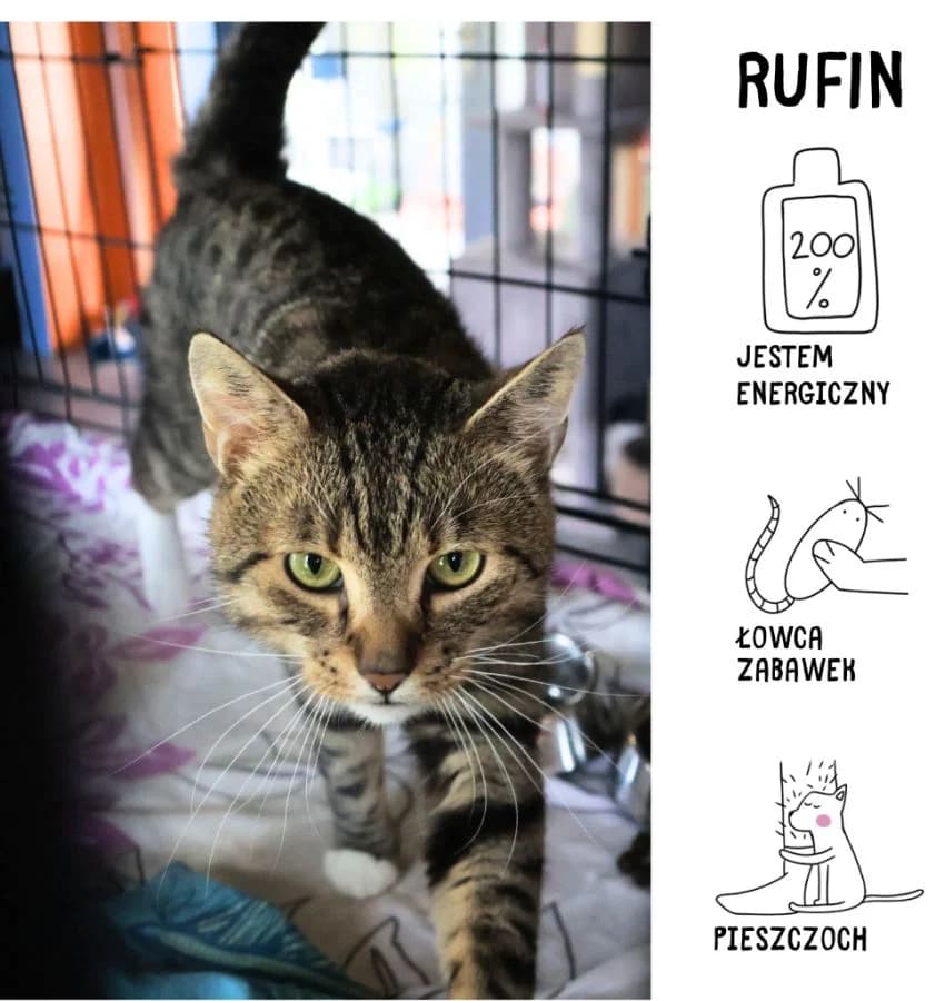 Rufin, male Mixed Breed for adoption at Schronisko Zabrze, Zabrze