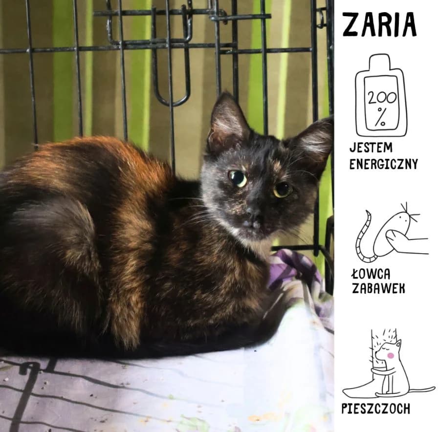 Zaria, female Mixed Breed for adoption at Schronisko Zabrze, Zabrze
