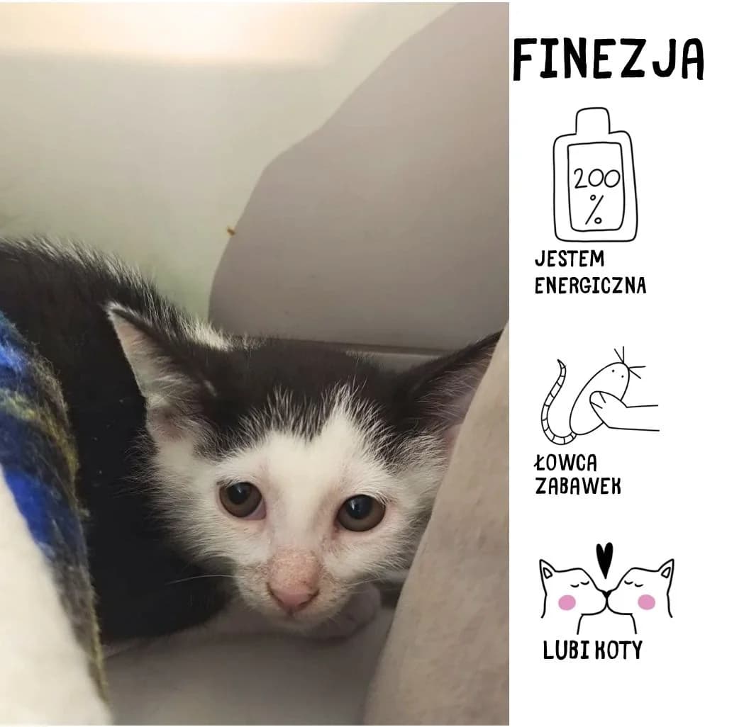 Finezja,  Mixed Breed for adoption at Schronisko Zabrze, Zabrze
