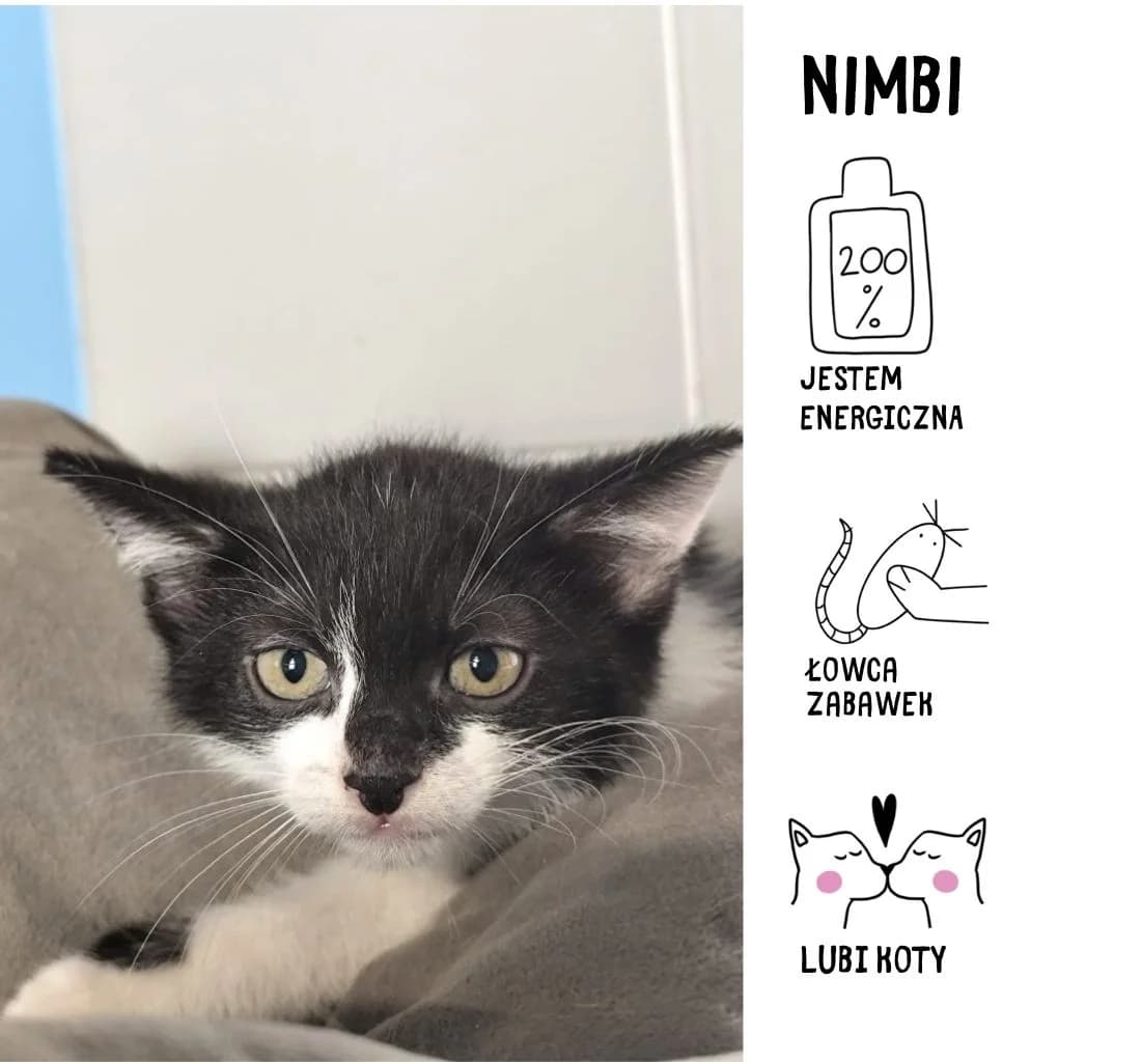 Nimbi,  Mixed Breed for adoption at Schronisko Zabrze, Zabrze