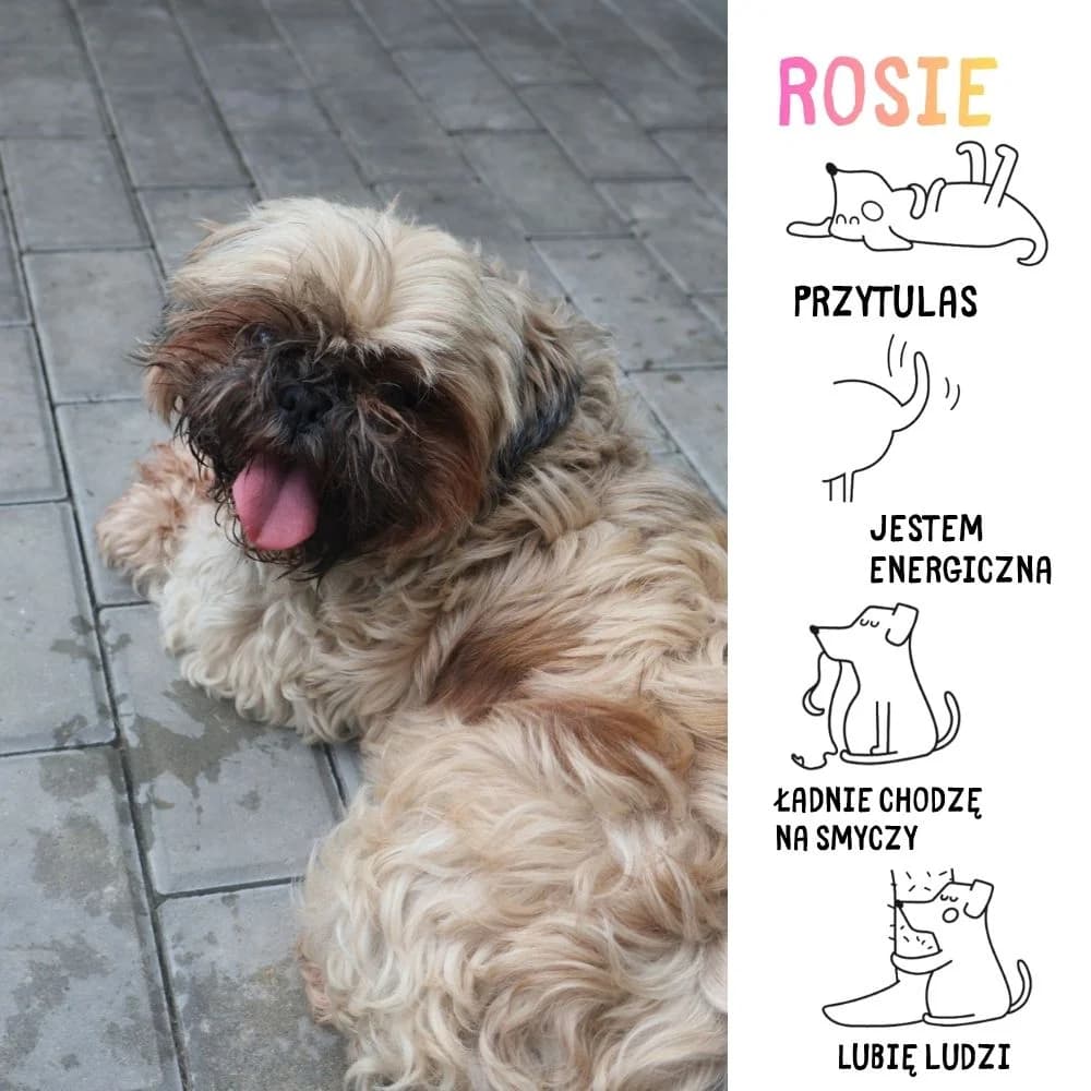 Rosie, female Mixed Breed for adoption at Schronisko Zabrze, Zabrze