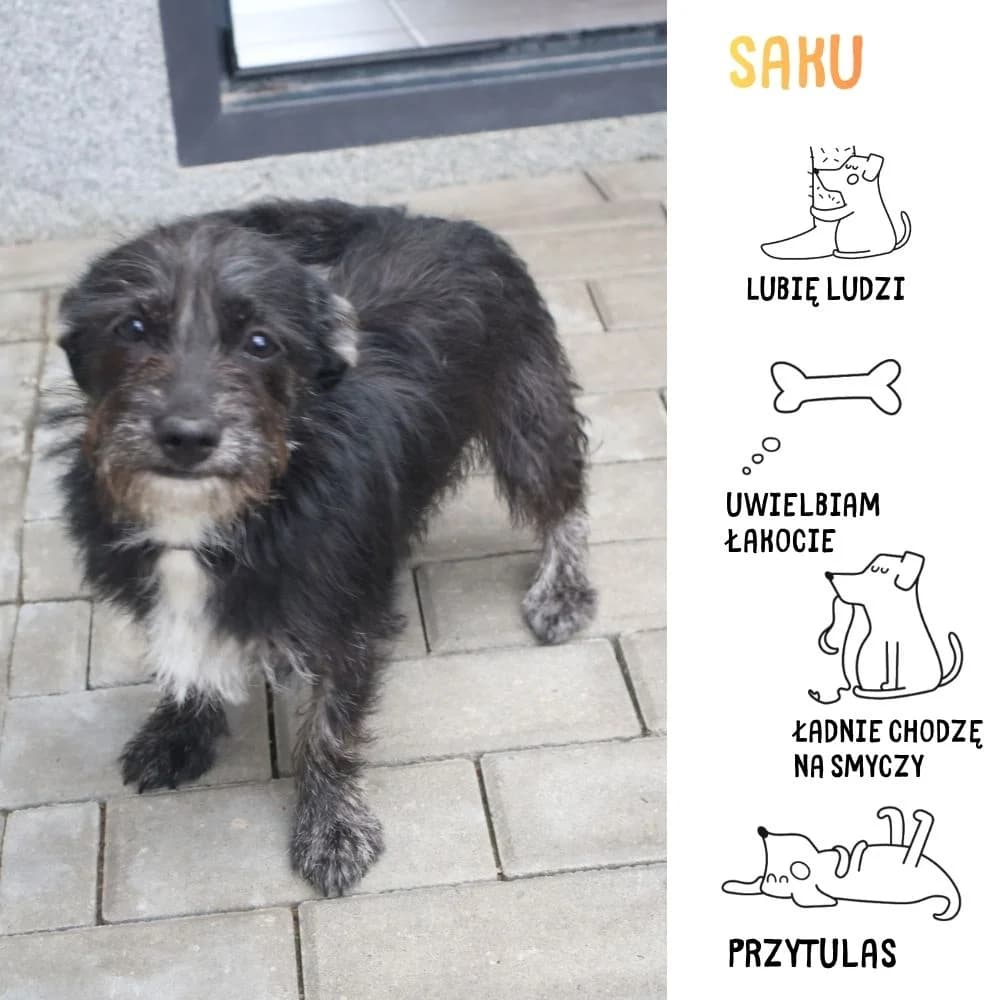 Saku, female Mixed Breed for adoption at Schronisko Zabrze, Zabrze