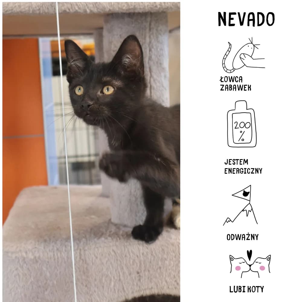 Nevado,  puppy Mixed Breed for adoption at Schronisko Zabrze, Zabrze