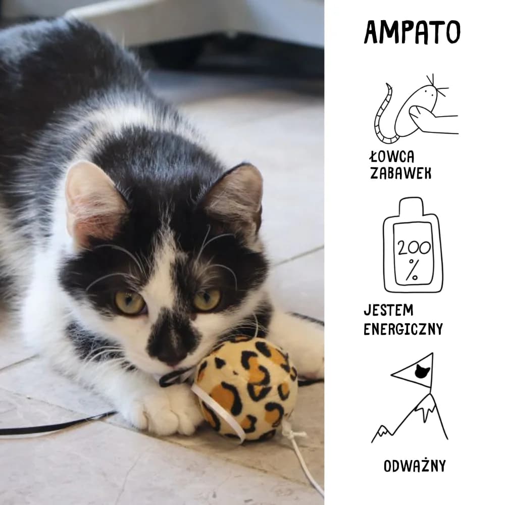 Ampato, Mixed Breed (Schronisko Zabrze)
